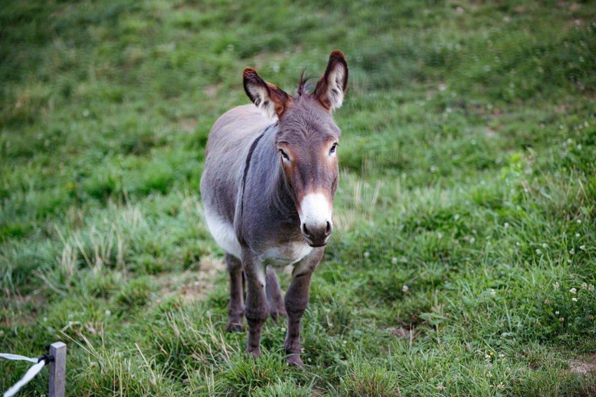 Apartmaji Hocka Koca Hočko Pohorje Exteriör bild